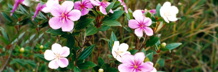 Flores nas cores brancas e brancas com cor de rosa, juntamente com folhagens verdes